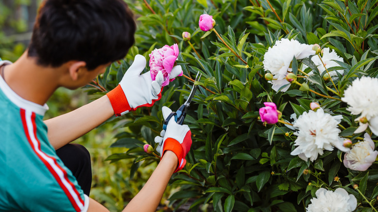 Peonies being pruned for healthy growth