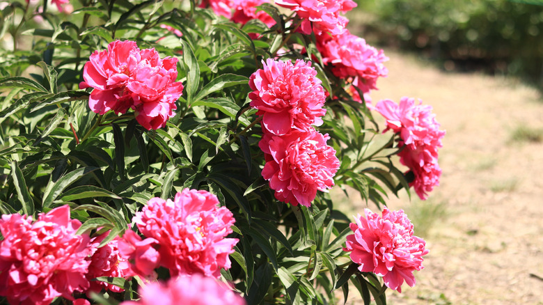 Peonies in full bloom