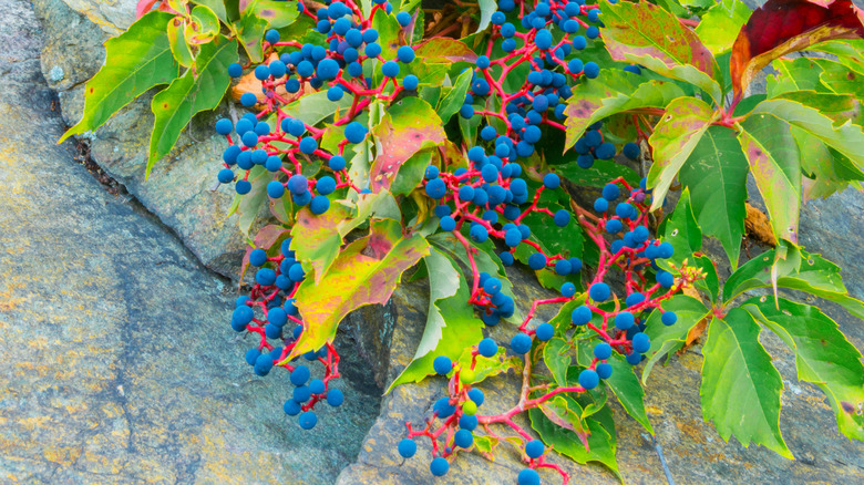 Virginia creeper growing as a ground cover among pine needles