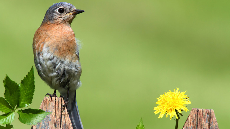 A robin perched on a fence