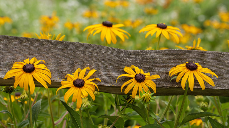 Coneflowers growing alongside a wooden fence