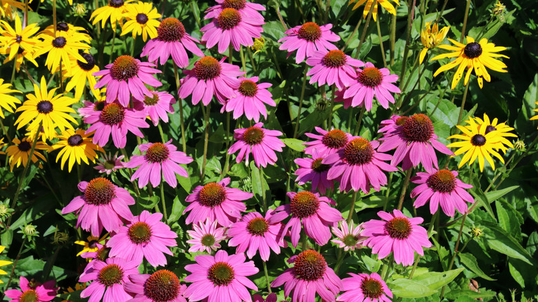 Pink and yellow coneflowers thriving in a garden