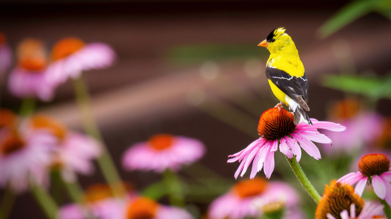 An American goldfinch perching on a coneflower