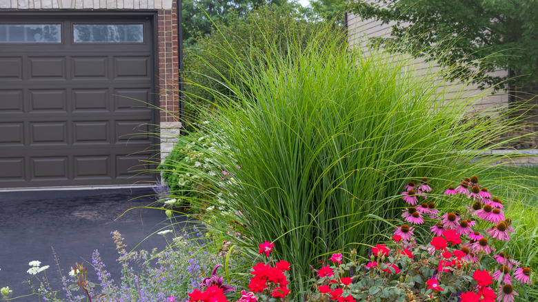 A flower bed planted with various flowers, including purple coneflowers, alongside large structural grasses