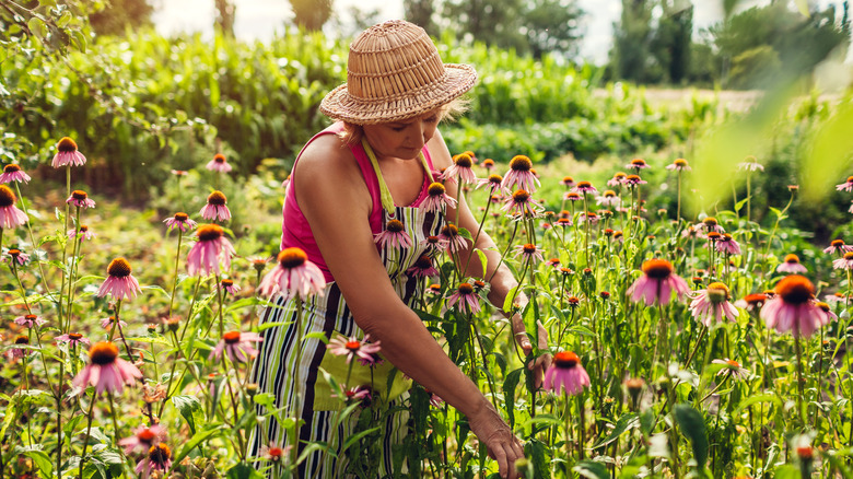 A gardener taking care of coneflowers
