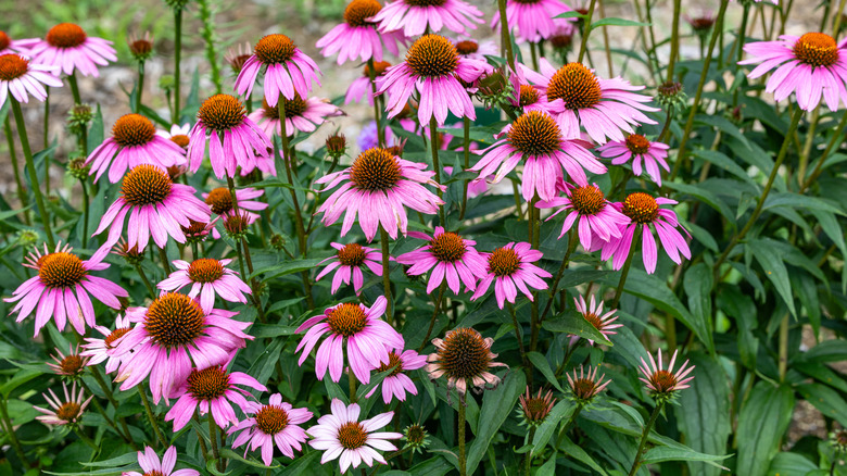 Purple coneflowers with abundant leaves