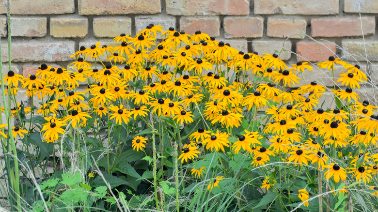 Yellow coneflowers growing at the back of a flower bed against a brick wall