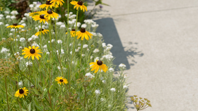 A bee busy pollinating a coneflower