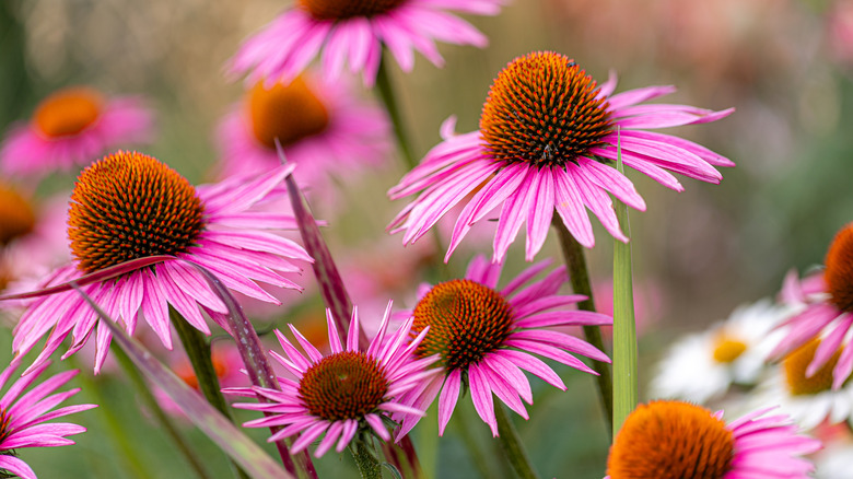 Purple coneflowers soaking up the sunshine