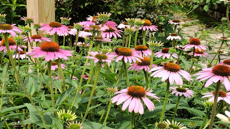 A group of purple coneflowers being visited by bees