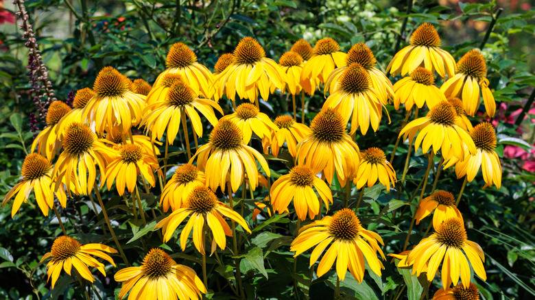 A group of yellow coneflowers