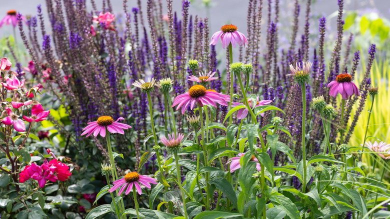 A vibrantly layered flower bed with coneflowers