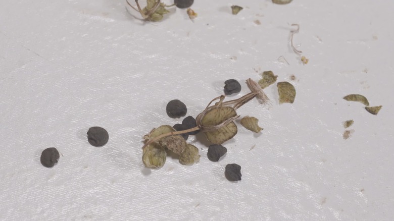 Black spider plant seeds beside their pods on a white surface