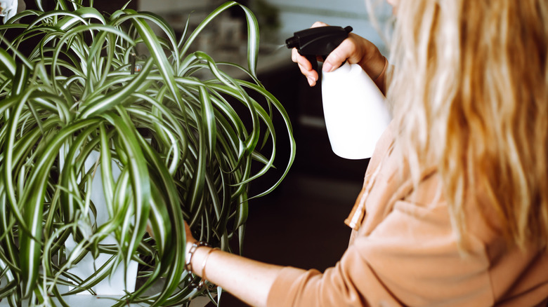 A woman misting the leaves of a potted spider plant