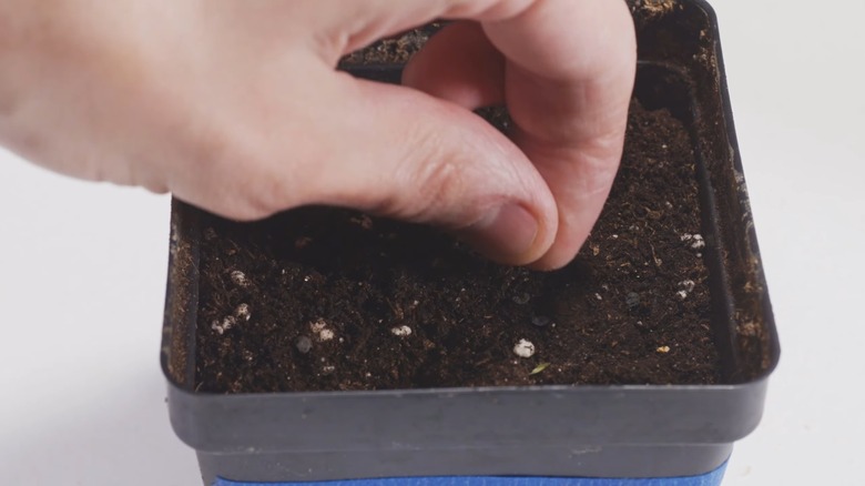 Fingers dropping in black spider plant seeds in a small pot with soil