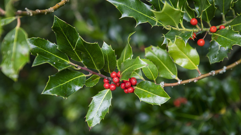 Bright red holly berries grow off of thorny branches