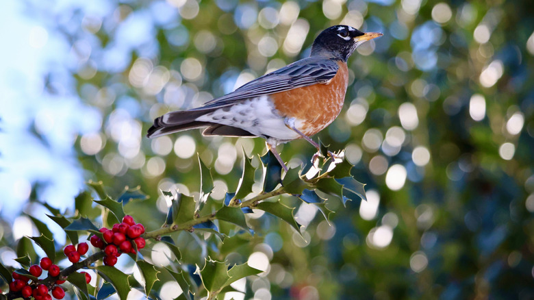 An American robin perches on the leaves of a blooming holly branch.