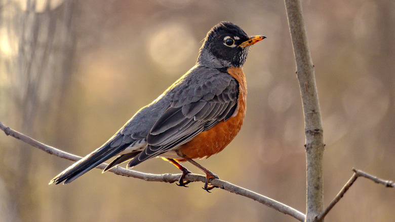 An American robin sits perched on a small branch in the woods.