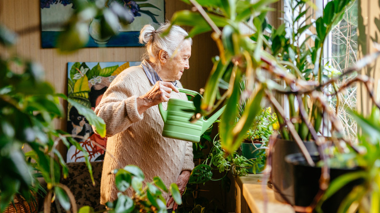 A senior woman watering houseplants at home
