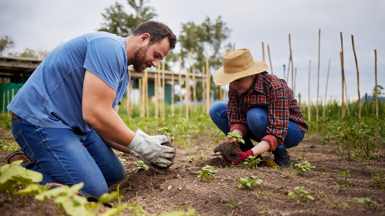 Two people planting a garden