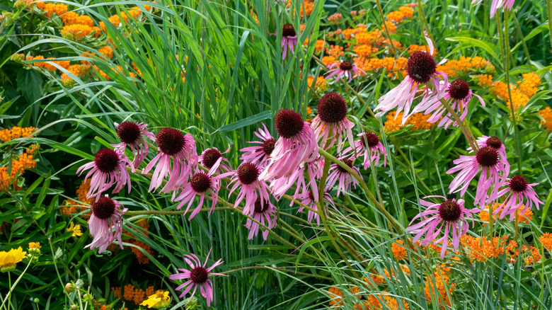 Native plant garden with coneflowers and butterfly weed