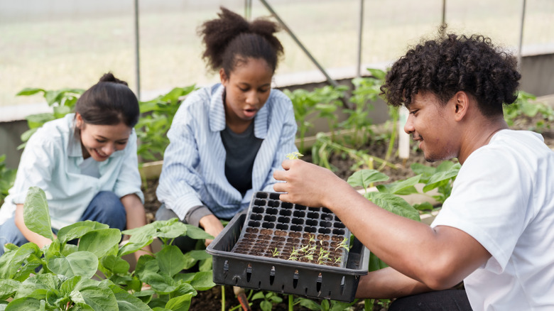 People working in plant nursery