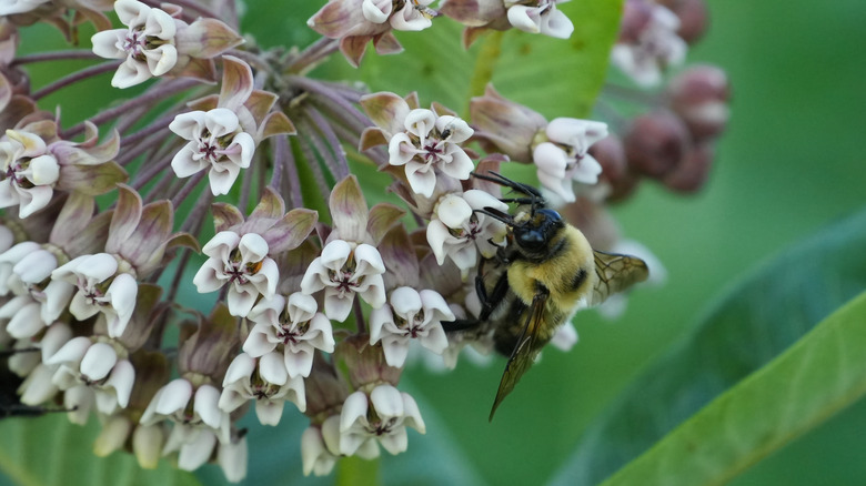 Bumble bee feeding on milkweed flowers