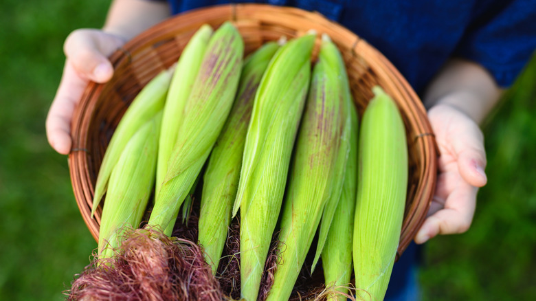 A person holding a basket of freshly harvested corn cobs
