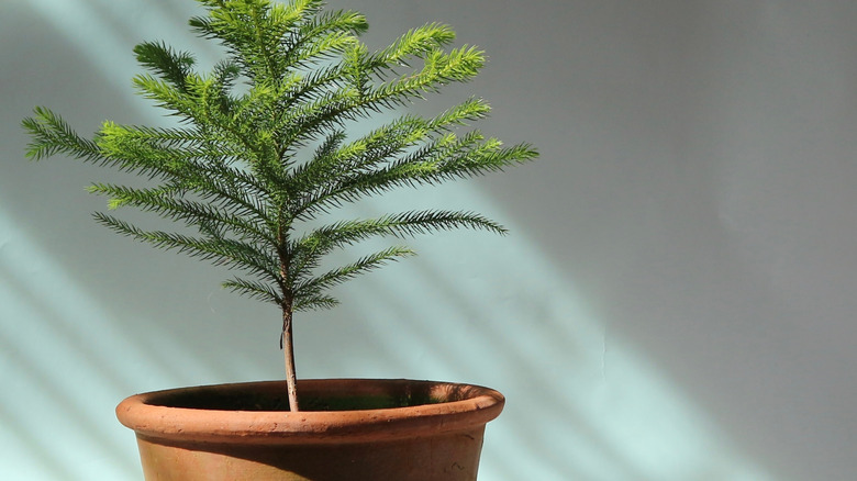 Norfolk pine in a terracotta pot against a white wall