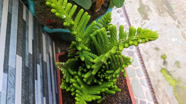 A young, bright green Norfolk pine plant in a pot