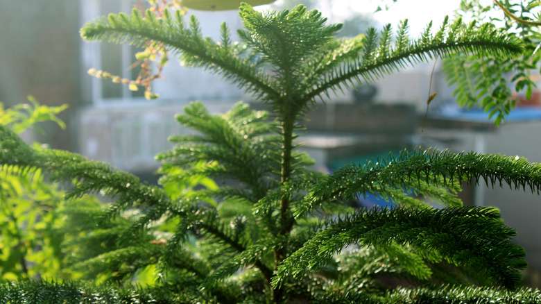 Norfolk pine branches in soft lighting
