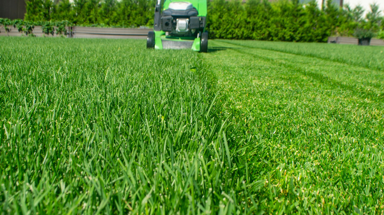 Green yard with one half mowed and the other half unmown and a lawnmower.