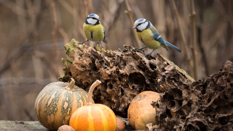 Birds with gourds and corn