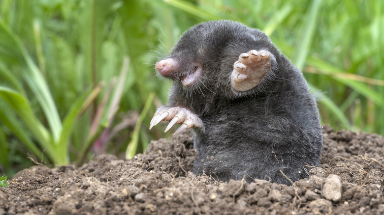 mole emerging from the ground