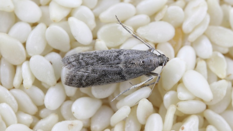 pantry moth on dry food