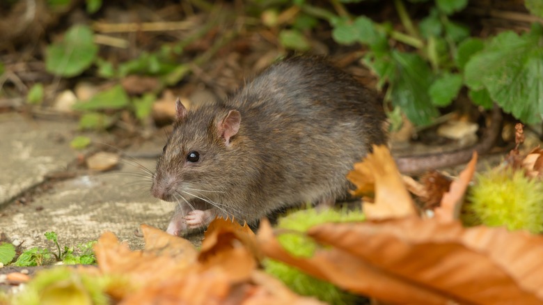 Wild rat foraging for bird seed