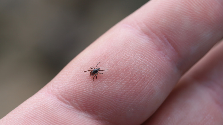 tick on person's finger