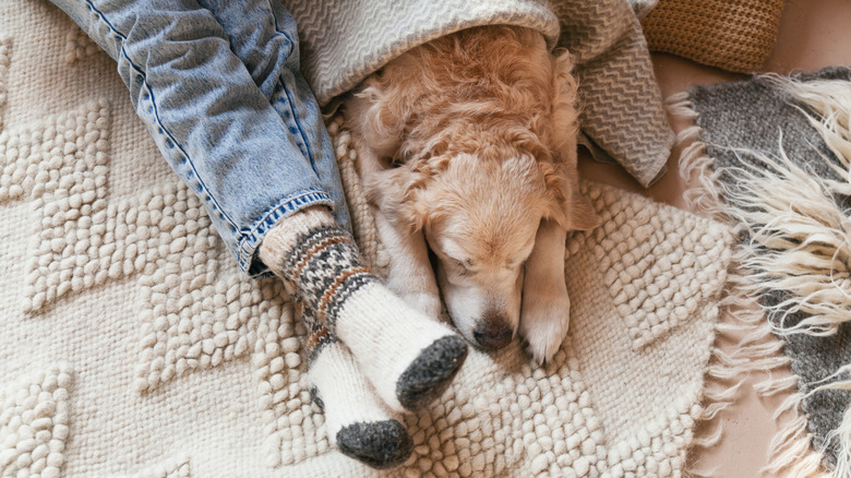 Dog snuggled up to its owner's legs stretched out on white rug