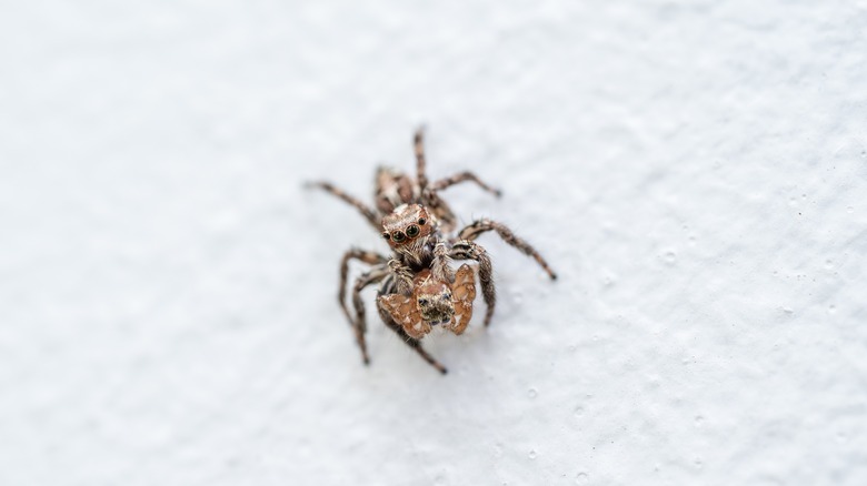 Jumping spider on white wall