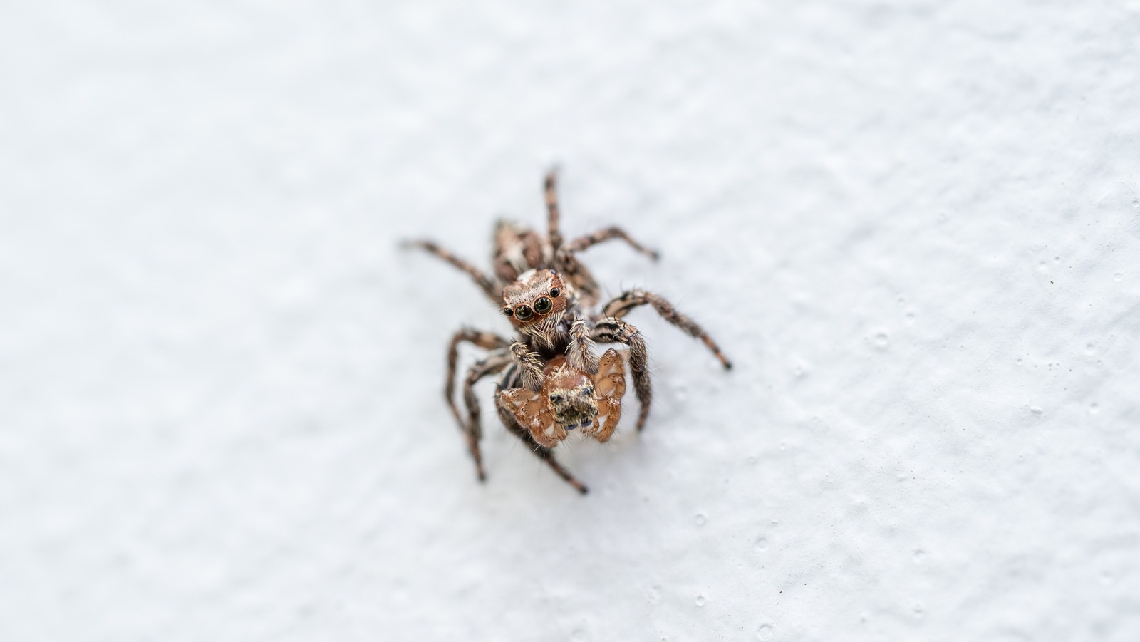 Jumping spider, Miniature, Colorful, Agile