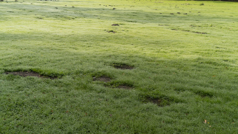 Lawn with clumps of grass missing