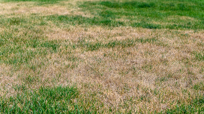 Grass with brown patches