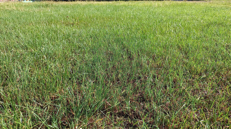 Field of grass