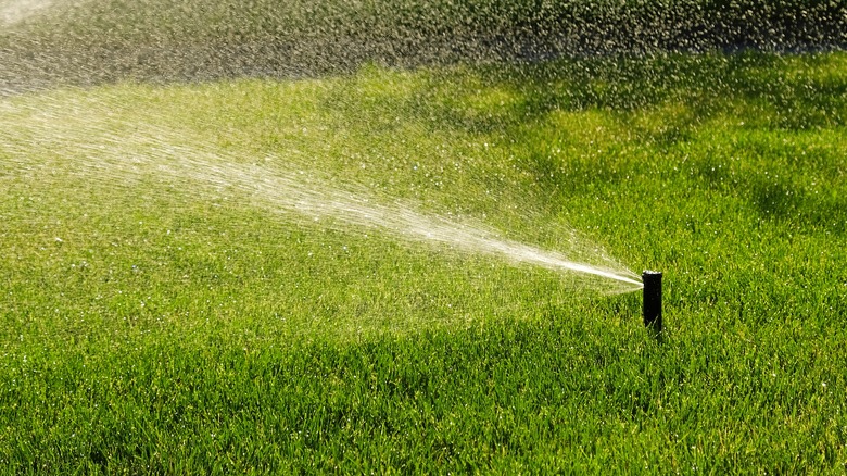 Sprinkler head spraying grass