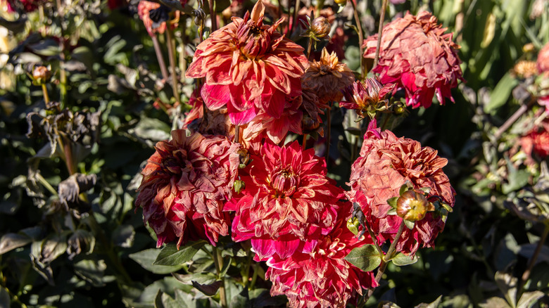 Red dahlias dying after a sudden frost