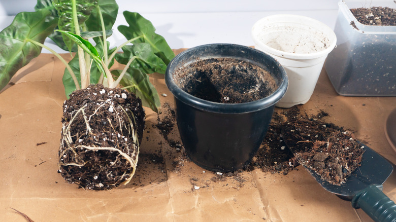 repotting a plant with some root issues next to some black and white pots and a trowel on the garden table