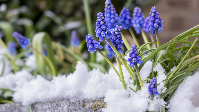 beautiful purple plant on a rock with snow
