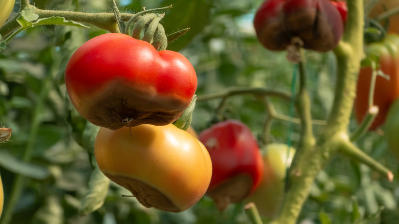 Blossom end rot on red and yellow tomatoes that are still on their vines