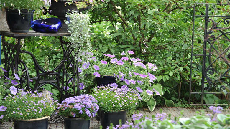 Various flowers pots planted with annuals.