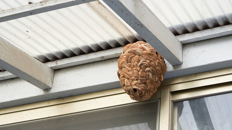 wasps nest in a home